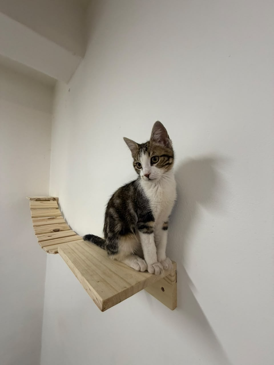 Gato utilizando una plataforma instalada en la pared